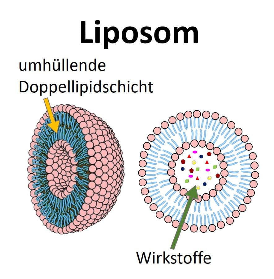 Grafische Darstellung eines Liposoms, das Wirkstoffe in seiner Doppellipidhülle einkapseln und damit in tiefere Hautschichten transportieren kann